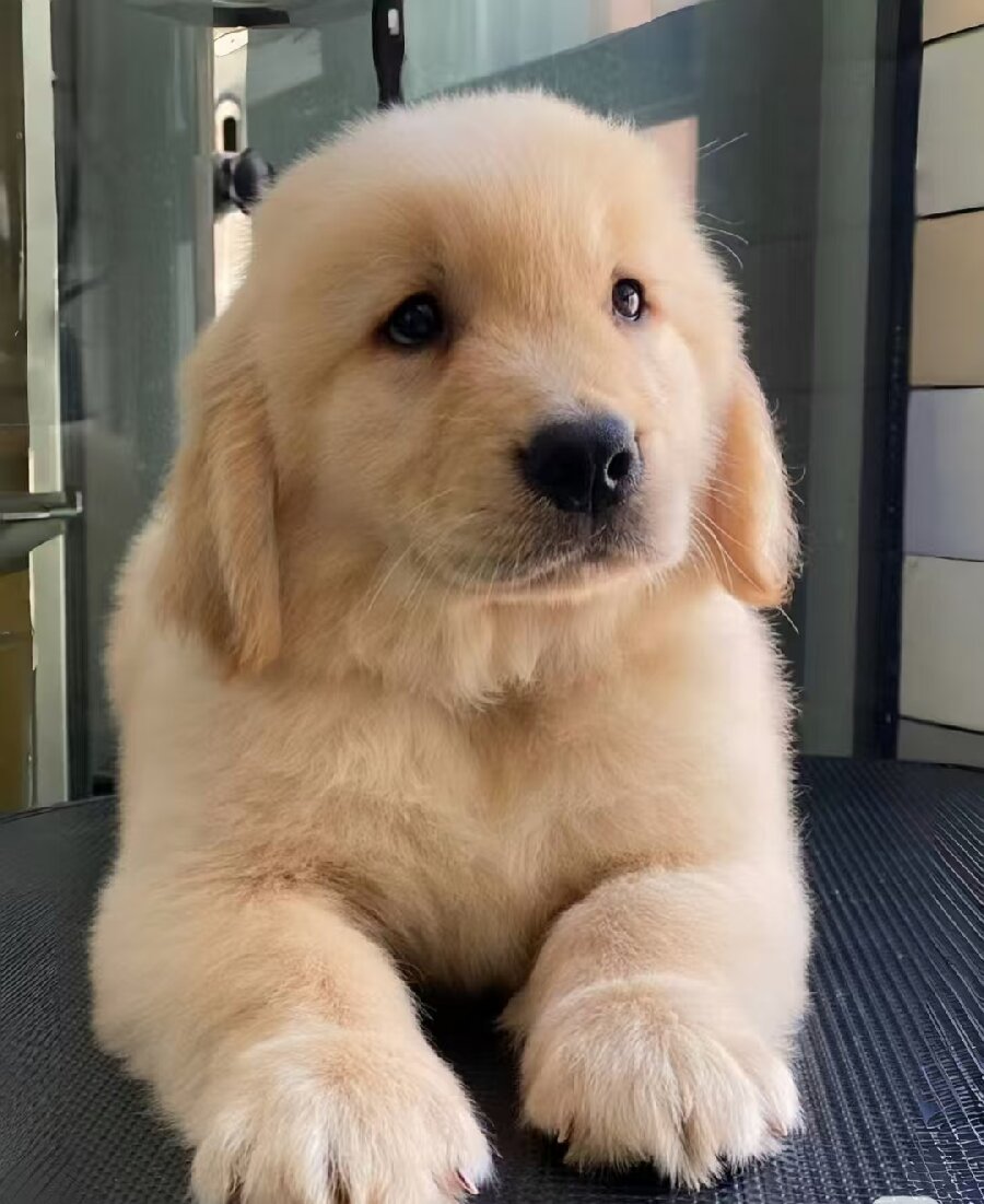 金毛寻回猎犬又叫黄金猎犬性格沉稳充满信心忠诚是理想的伴侣犬