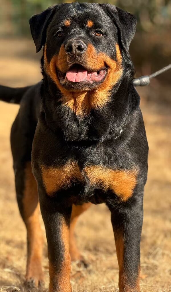 罗威纳犬忠诚、勇敢、警惕、自信、温顺，具有高度的感知能力