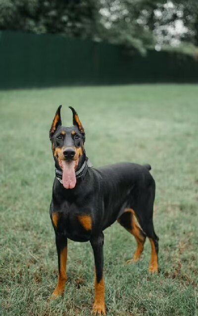 纯种杜宾犬主要担当军警工作训练后可成为搜索犬狩猎犬牧羊犬