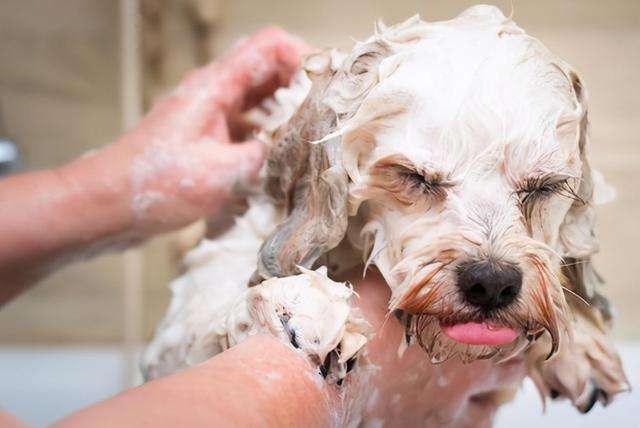 狗狗为啥那么怕洗澡？