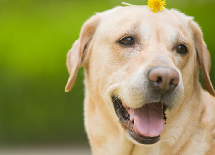 如何区分小型犬中型犬大型犬？
